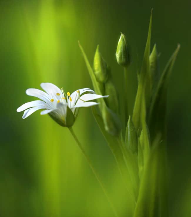 Stille Tage mit Yoga, Klang und Genuss